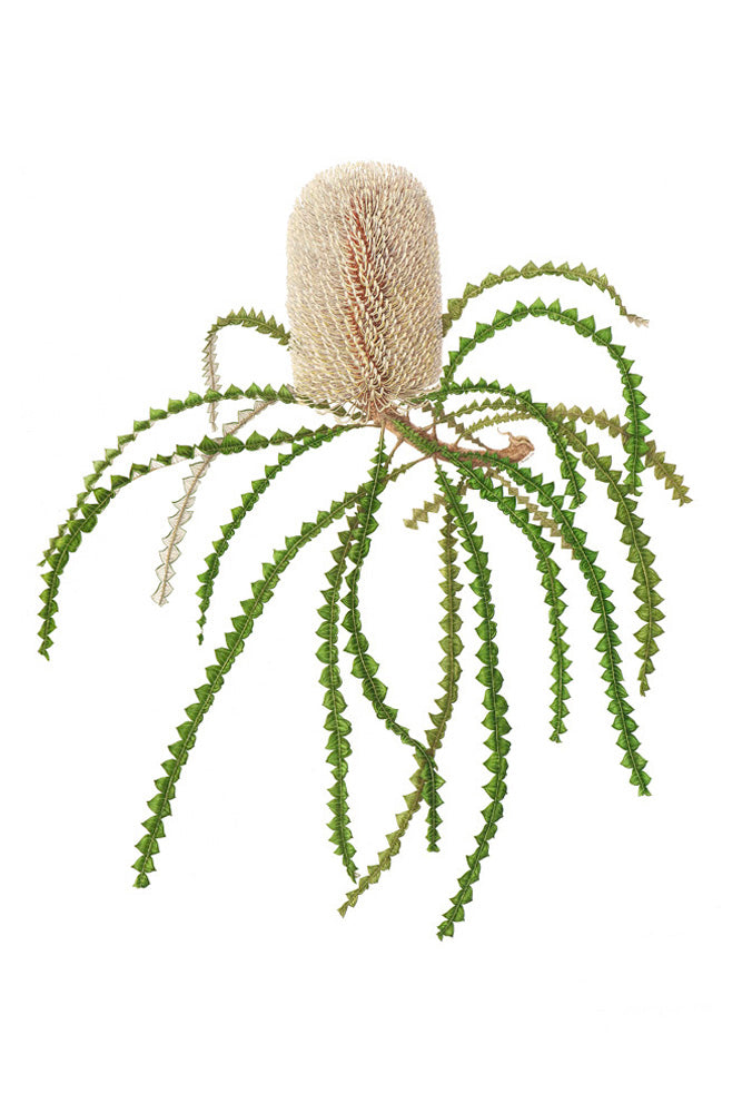 Banksia speciosa