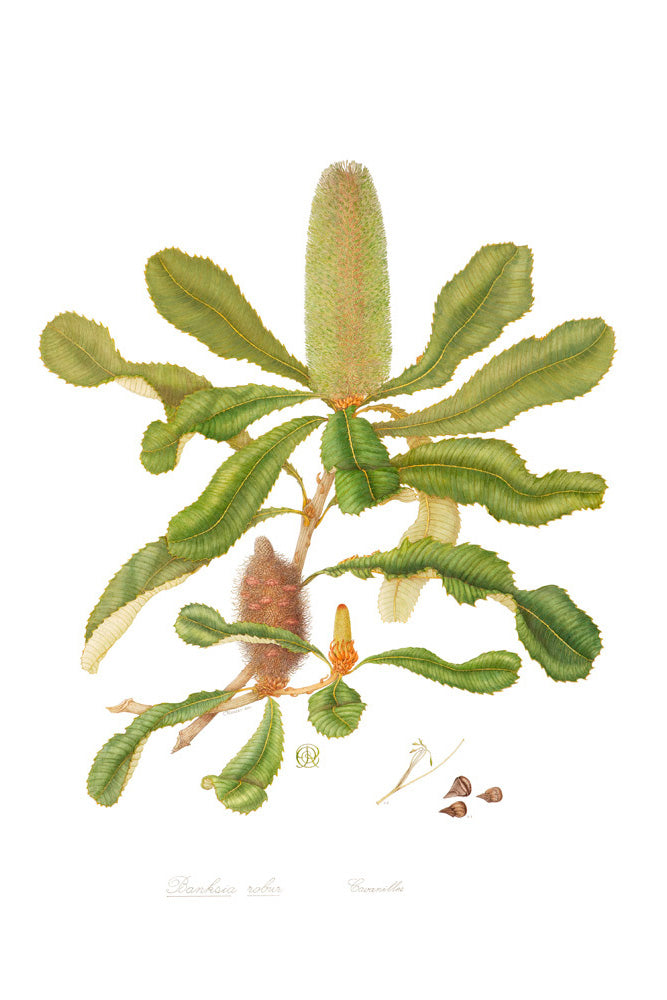 Banksia robur