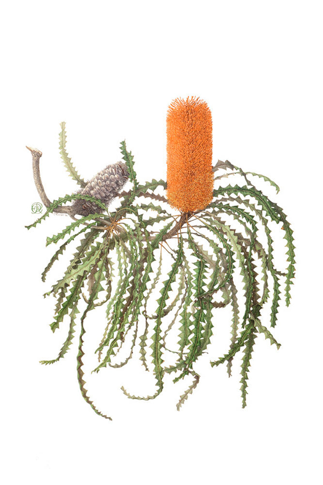 Banksia ashbyi