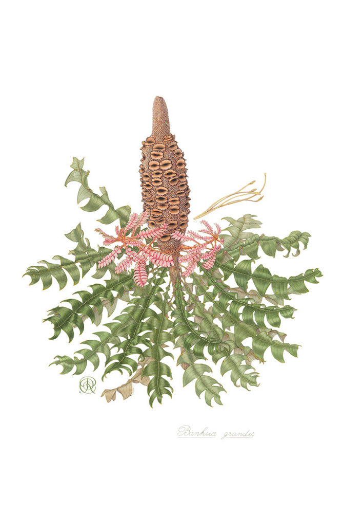 Banksia grandis
