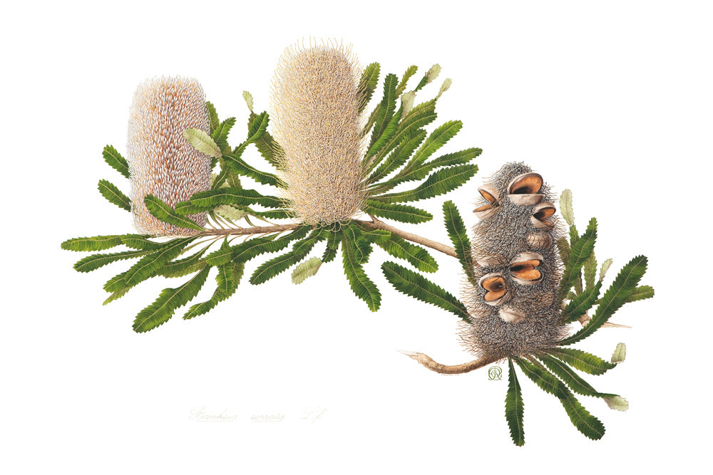 Banksia serrata 2