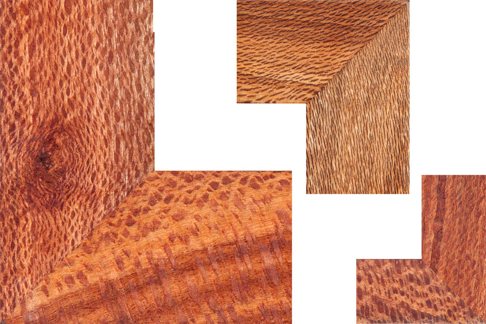 Hypnodendrum comosum (Sphagnum)