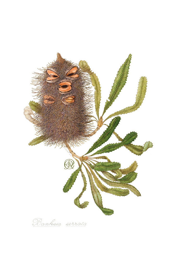 Botanical store Illustration Giclée Print - Banksia serrata | A3